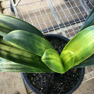 SH160 Light of Buddha, Anshan Daruma Clivia miniata  leaves 75mm x 350mm
