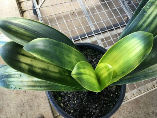 SH160 Light of Buddha, Anshan Daruma Clivia miniata  leaves 75mm x 350mm