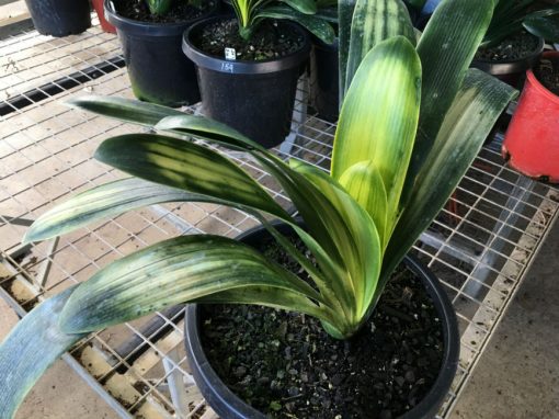 SH160 Light of Buddha, Anshan Daruma Clivia miniata  leaves 75mm x 350mm - Image 2