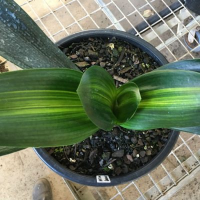 SH 162 Variegated Anshan Daruma Clivia miniata, leaves 80mm x 290mm