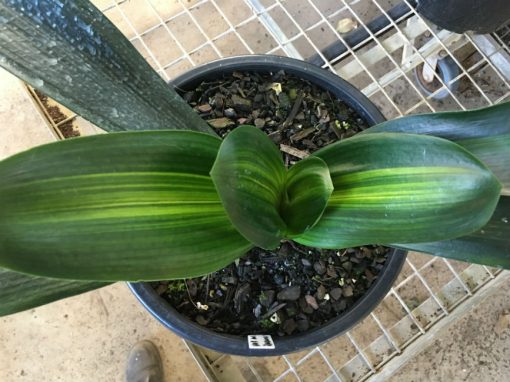 SH 162 Variegated Anshan Daruma Clivia miniata, leaves 80mm x 290mm