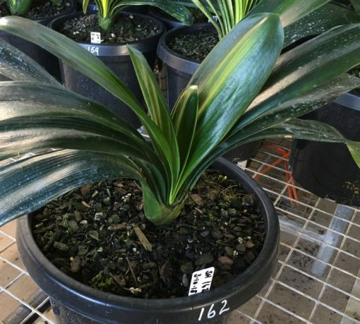 SH 162 Variegated Anshan Daruma Clivia miniata, leaves 80mm x 290mm - Image 2