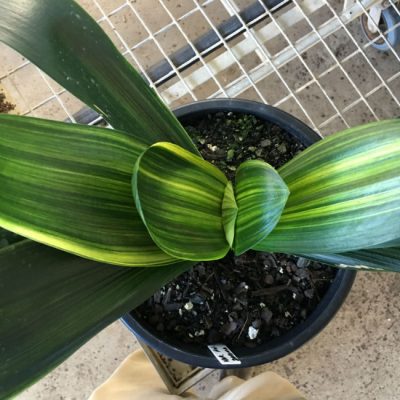 SH 163 Variegated Anshan Daruma Clivia miniata, leaves 90mm x 330mm