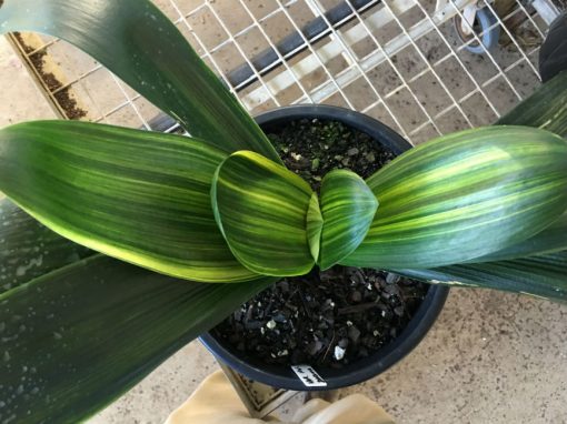 SH 163 Variegated Anshan Daruma Clivia miniata, leaves 90mm x 330mm