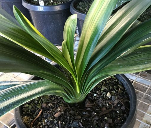 SH 163 Variegated Anshan Daruma Clivia miniata, leaves 90mm x 330mm - Image 2