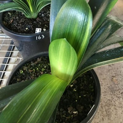 SH164 Variegated Anshan Daruma Clivia miniata, leaves 90mm x 450mm