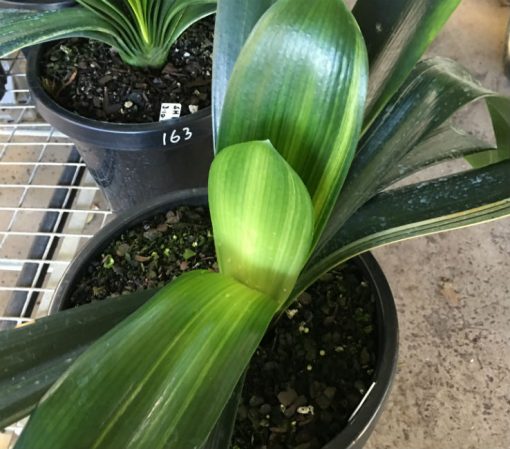 SH164 Variegated Anshan Daruma Clivia miniata, leaves 90mm x 450mm