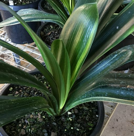 SH164 Variegated Anshan Daruma Clivia miniata, leaves 90mm x 450mm - Image 2