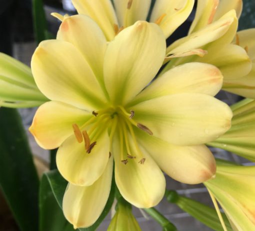 SH165 Yellow Clivia miniata Multi Petal with lime tones in throat - Image 2