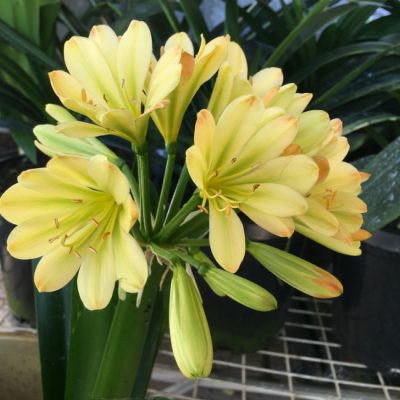 SH165 Yellow Clivia miniata Multi Petal with lime tones in throat