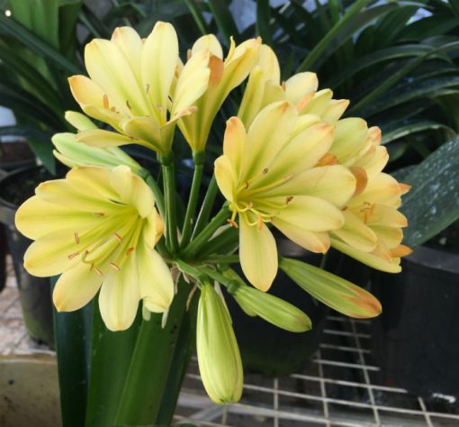 SH165 Yellow Clivia miniata Multi Petal with lime tones in throat