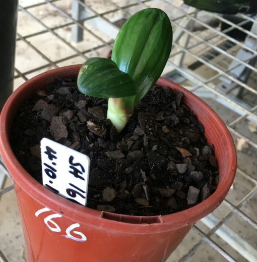 SH166 Anshan Daruma Clivia miniata with mid width leaf - Image 2