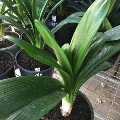 SH166 Anshan Daruma Clivia miniata with mid width leaf