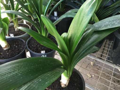 SH166 Anshan Daruma Clivia miniata with mid width leaf
