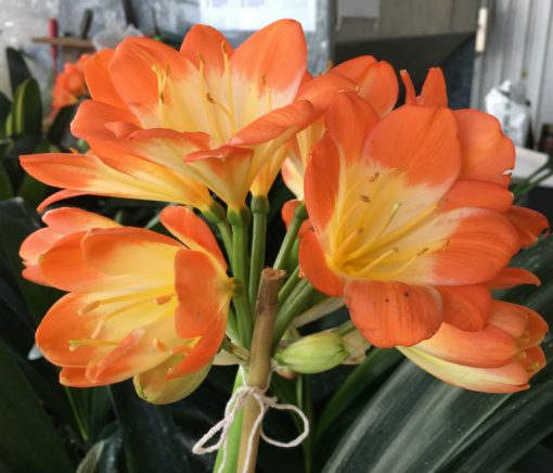 SH167 Clivia miniata Belgium Hybrid Multi Petal with large flower - Image 2