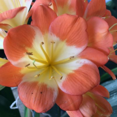 SH167 Clivia miniata Belgium Hybrid Multi Petal with large flower
