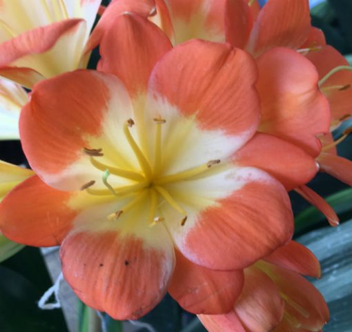 SH167 Clivia miniata Belgium Hybrid Multi Petal with large flower
