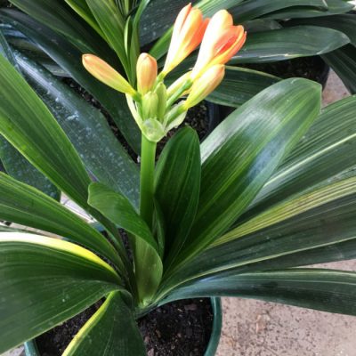 SH168 Variegated Anshan Daruma Clivia miniata with mid width leaves