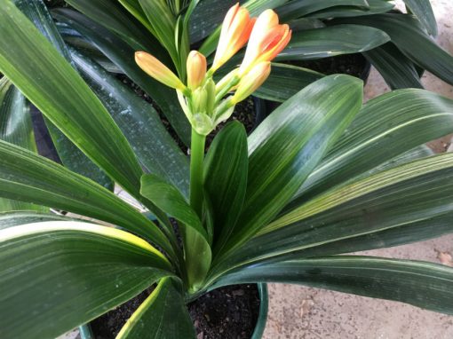 SH168 Variegated Anshan Daruma Clivia miniata with mid width leaves