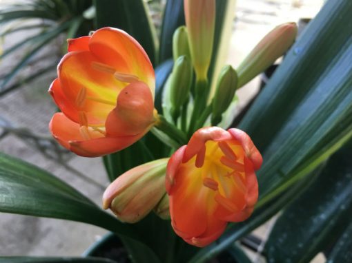 SH168 Variegated Anshan Daruma Clivia miniata with mid width leaves - Image 2