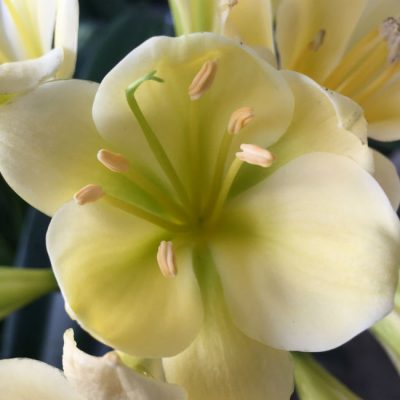 SH169 Pale Cream Clivia miniata with pale green throat