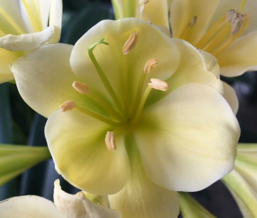 SH169 Pale Cream Clivia miniata with pale green throat