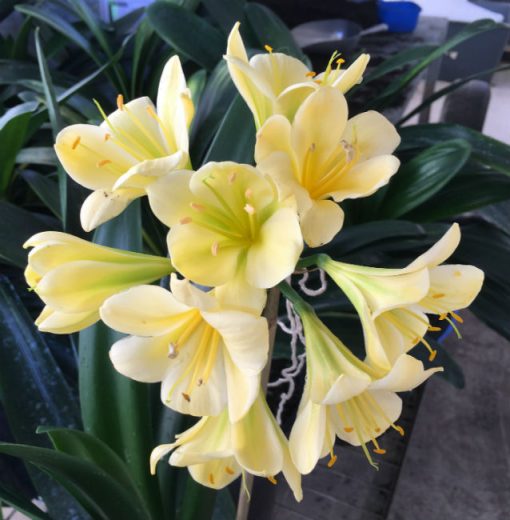 SH169 Pale Cream Clivia miniata with pale green throat - Image 2