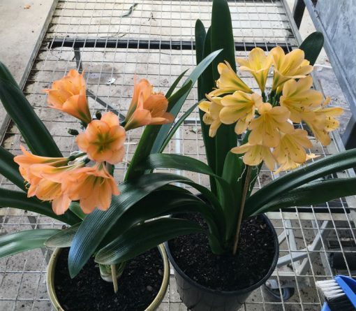 SH170 Dark Peach Clivia miniata with dark green center - Image 3