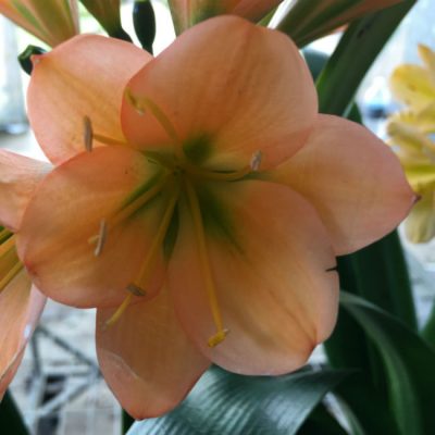 SH170 Dark Peach Clivia miniata with dark green center