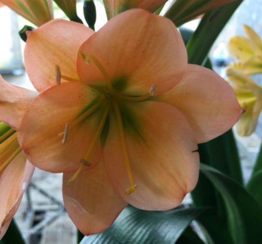 SH170 Dark Peach Clivia miniata with dark green center