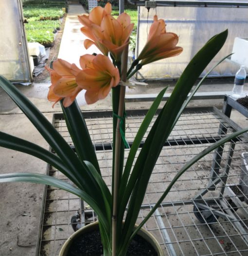 SH170 Dark Peach Clivia miniata with dark green center - Image 2