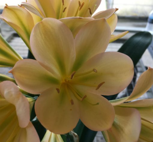 SH171 Light to Med Peach with striking display of chloroplasts - Image 2