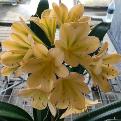 SH171 Light to Med Peach with striking display of chloroplasts