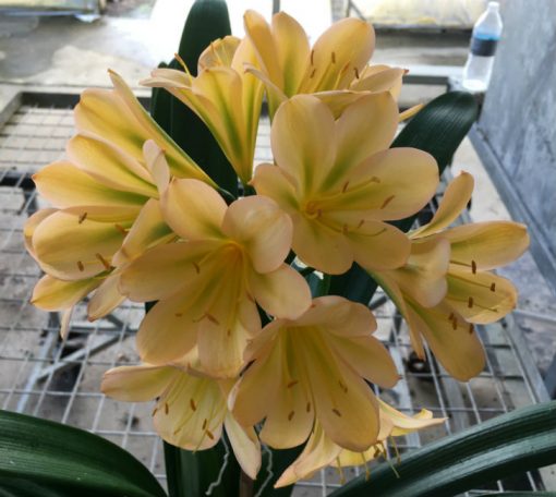 SH171 Light to Med Peach with striking display of chloroplasts