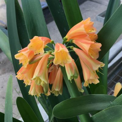 SH172 Interspecific with flared green tipped throat