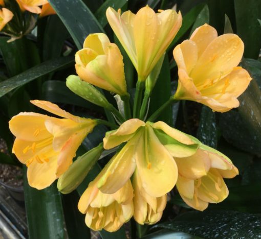 SH173 Cameron's Tipperary light peach, yellow tones, green center and tulip shape - Image 2