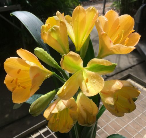 SH173 Cameron's Tipperary light peach, yellow tones, green center and tulip shape - Image 3