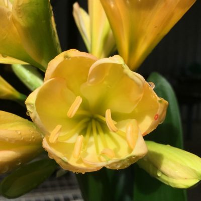 SH173 Cameron's Tipperary light peach, yellow tones, green center and tulip shape