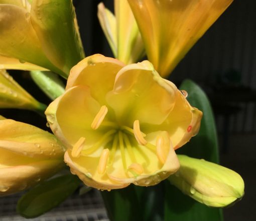 SH173 Cameron's Tipperary light peach, yellow tones, green center and tulip shape