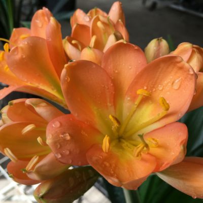 SH174 Cameron's Tipperary dark peach with light green center