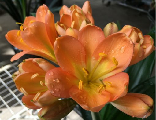 SH174 Cameron's Tipperary dark peach with light green center