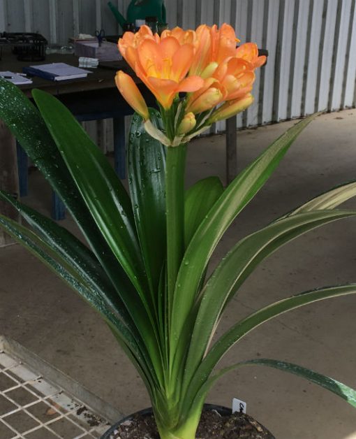 SH174 Cameron's Tipperary dark peach with light green center - Image 3