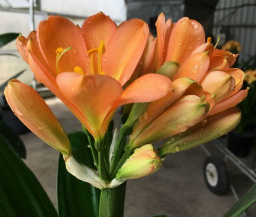 SH174 Cameron's Tipperary dark peach with light green center - Image 2
