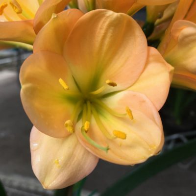 SH175 Cameron's Tipperary dark peach with strong pink blush and green center