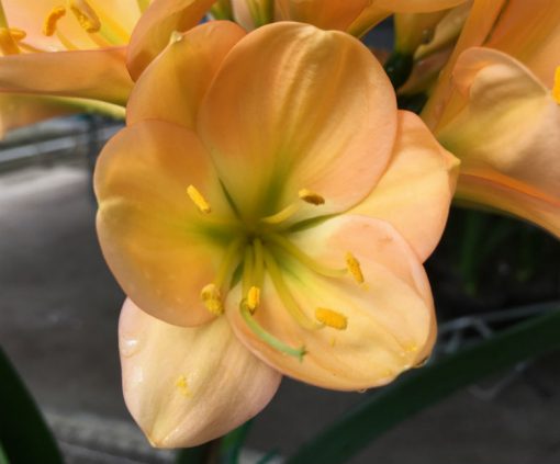 SH175 Cameron's Tipperary dark peach with strong pink blush and green center