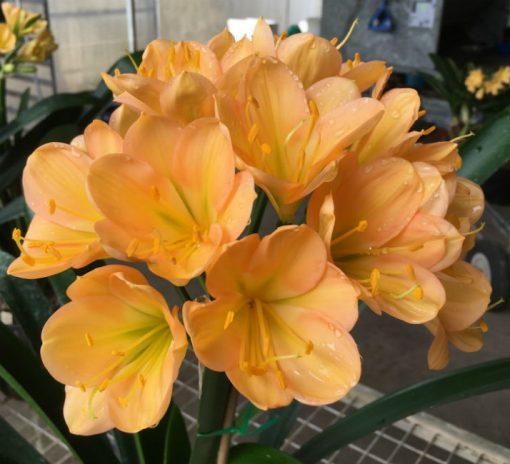 SH175 Cameron's Tipperary dark peach with strong pink blush and green center - Image 3