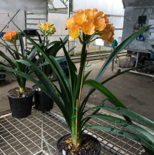SH175 Cameron's Tipperary dark peach with strong pink blush and green center - Image 2