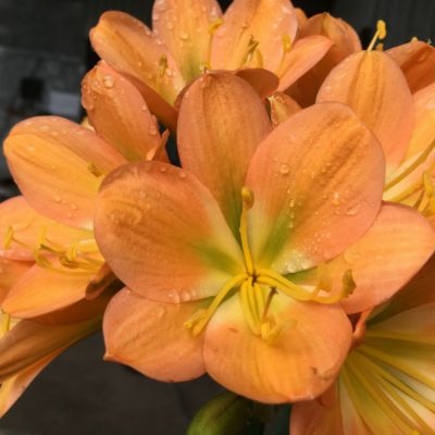 SH176 Cameron's Tipperary dark peach with light green centre