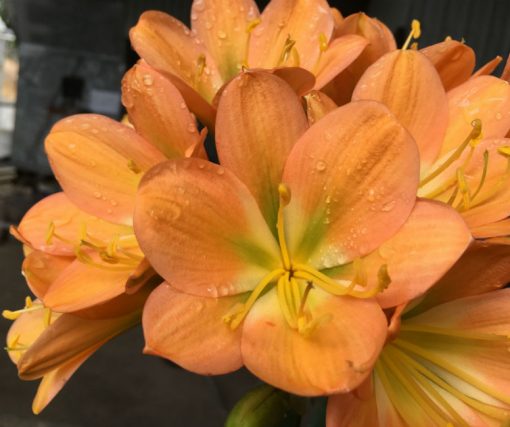 SH176 Cameron's Tipperary dark peach with light green centre