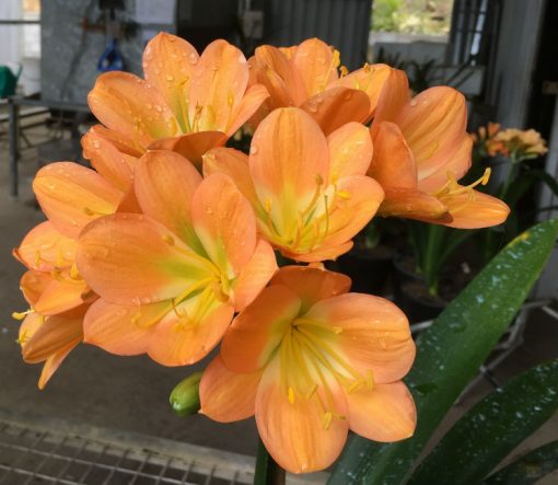 SH176 Cameron's Tipperary dark peach with light green centre - Image 3